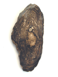 Fossilized wood slice PLD150