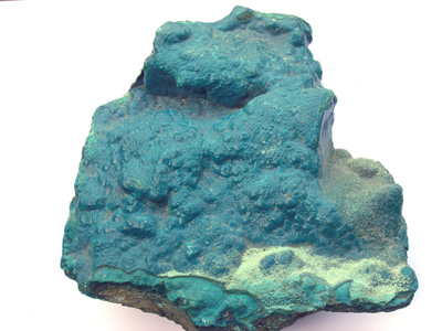 Chrysocolle M1484