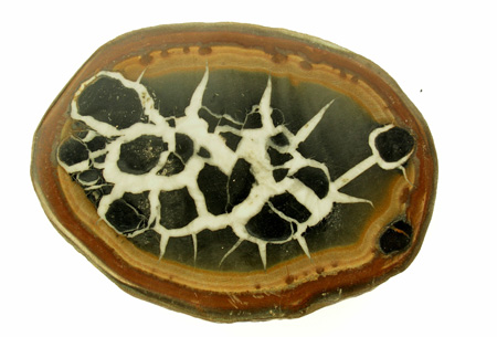 Septaria M2426