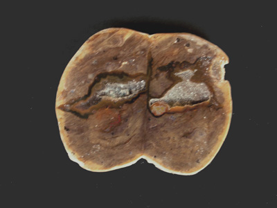 OEUF de TONNERRE -Lithophyse M468