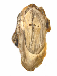 Fossilized wood slice PLD205