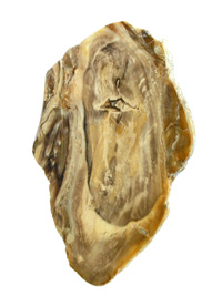 Bois fossile PLD206
