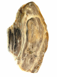 Petrified wood slice PLD207