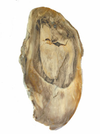 Fossilized wood PLD209