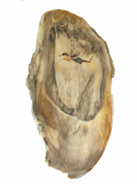 Bois fossile PLD209