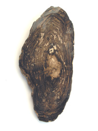 Fossilized wood slice