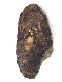 Fossilized wood slice