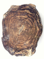 Petrified wood slice