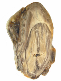 Fossilized wood slice