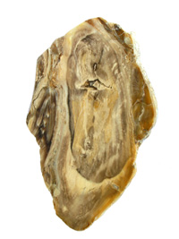 Fossilized wood slice