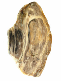 Petrified wood slice