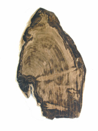 Petrified wood slice