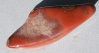 Agate  Dulcote